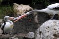 Burung Pelikan atau Undan di Kebun Binatang Ragunan