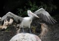 Burung Pelikan atau Undan di Kebun Binatang Ragunan