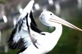 Burung Pelikan atau Undan di Kebun Binatang Ragunan