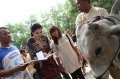 Anang dan Ashanty Berkurban Sapi