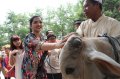 Anang dan Ashanty Berkurban Sapi