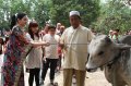 Anang dan Ashanty Berkurban Sapi