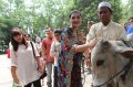 Anang dan Ashanty Berkurban Sapi