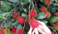 Wisata Panen Rambutan