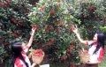 Wisata Panen Rambutan