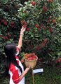 Wisata Panen Rambutan