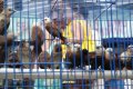 Burung untuk Perayaan Imlek