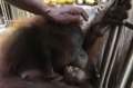 Bayi Orangutan di Bonbin Mangkang