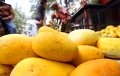 Penjualan Timun Suri Meningkat