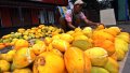 Penjualan Timun Suri Meningkat