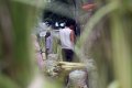 20130805_penjual-kulit-ketupat-lebaran_6026.jpg