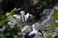 Bermacam Satwa di Taman Margasatwa Ragunan
