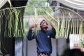 Prosesi Pasang Tarub Royal Wedding Keraton Yogyakarta