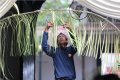 Prosesi Pasang Tarub Royal Wedding Keraton Yogyakarta