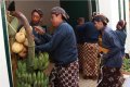 Prosesi Pasang Tarub Royal Wedding Keraton Yogyakarta