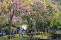 Bunga Sakura Bersemi di Muka Kuning Batam