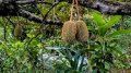 Durian Lamsujen