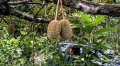 20140518_180004_durian-lamsujen.jpg