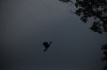 20140624_214000_burung-rangkong-di-lamsujen.jpg
