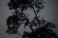 20140624_214417_burung-rangkong-di-lamsujen.jpg