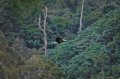 20140624_214538_burung-rangkong-di-lamsujen.jpg
