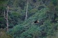 20140624_214709_burung-rangkong-di-lamsujen.jpg