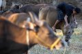 Hewan Kurban Sapi Hingga Rp 20 Jutaan
