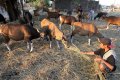 Hewan Kurban Sapi Hingga Rp 20 Jutaan