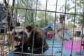 20141001_002348_relokasi-pkl-dan-pedagang-burung-kartini.jpg