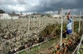  Sinabung Kembali Meletus