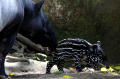 Anak Tapir Jantan Koleksi Baru Bandung Zoo