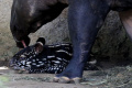 Anak Tapir Jantan Koleksi Baru Bandung Zoo
