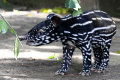 Anak-Tapir-Jantan-Koleksi-Baru-Bandung-Zoo_20251117_173739.jpg