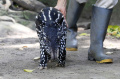 Anak Tapir Jantan Koleksi Baru Bandung Zoo