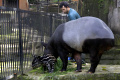 Anak Tapir Jantan Koleksi Baru Bandung Zoo