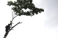 Antisipasi-Pohon-Tumbang-Saat-Musim-Hujan_20260121_200608.jpg