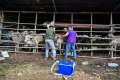 Antisipasi-Wabah-PMK-di-Banda-Aceh_20250110_081302.jpg