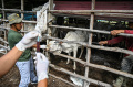 Antisipasi-Wabah-PMK-di-Banda-Aceh_20250110_081930.jpg