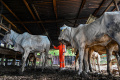 Antisipasi-Wabah-PMK-di-Banda-Aceh_20250110_082408.jpg