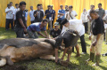 Bank-Mandiri-Salurkan-2529-Hewan-Kurban-ke-Seluruh-Indonesia_20260528_133511.jpg