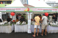 Berburu Bandeng di Rawa Belong