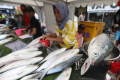 Berburu Bandeng di Rawa Belong