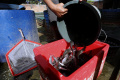 Budidaya-Ikan-Lele-di-DE-Farm-Pedurenan_20250525_153309.jpg