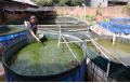 Budidaya-Ikan-Lele-di-DE-Farm-Pedurenan_20250525_153317.jpg