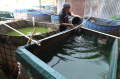 Budidaya-Ikan-Lele-di-DE-Farm-Pedurenan_20250525_153319.jpg