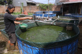 Budidaya-Ikan-Lele-di-DE-Farm-Pedurenan_20250525_153322.jpg