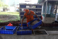 Budidaya Magot untuk Mengurai Sampah