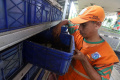 Budidaya Magot untuk Mengurai Sampah