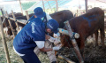 DKP3-Tangsel-Periksa-Kesehatan-Hewan-Kurban_20250605_093754.jpg