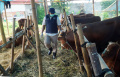 DKP3-Tangsel-Periksa-Kesehatan-Hewan-Kurban_20250605_093759.jpg
